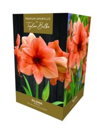 Taylors Bulbs Amaryllis Rilona Premium Gift Box