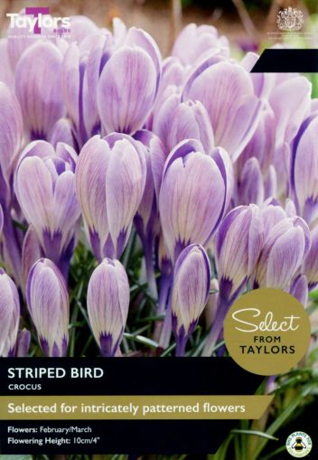 Taylors Bulbs Select Range Crocus Striped Bird Bulbs 15 Pack