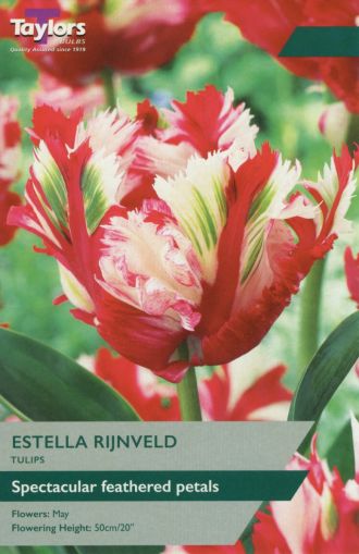 Tulip Estella Rijnveld Bulbs