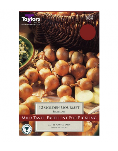 Taylors Bulbs 12 Golden Gourmet Shallots Pre-Pack