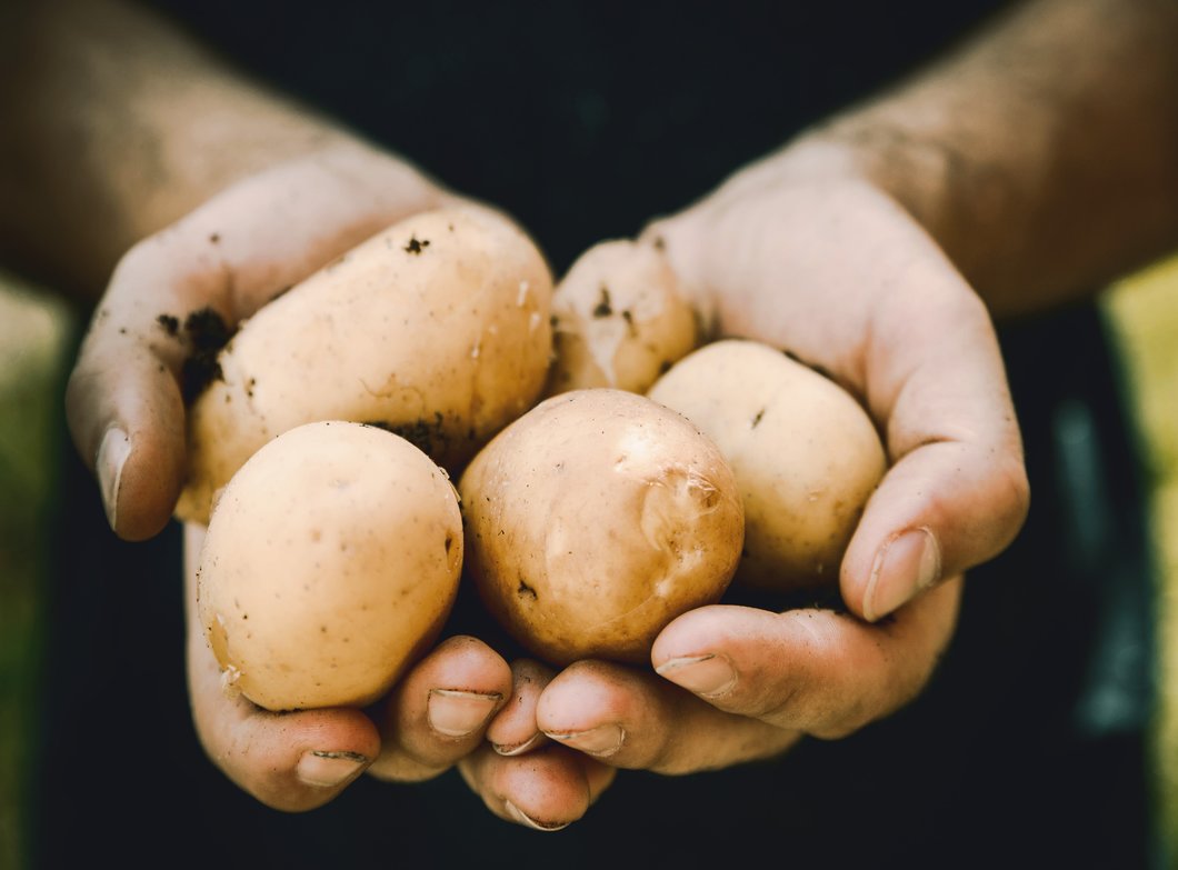 Spud-tacular Seed Potatoes! - The Basics
